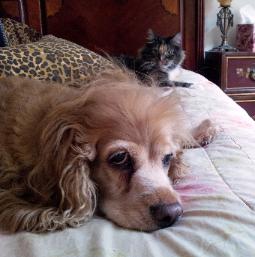 both cats and dogs can benefit from the right redirection at times