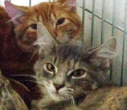 Feral kittens can be socialized with the right timing, patience and approach